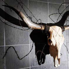 A bull skull with barbed wire around it's neck.