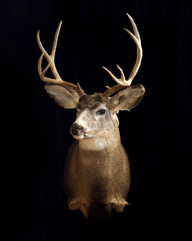 A deer with large antlers hanging from the side of its head.