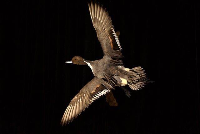 A duck flying in the dark with its wings spread.