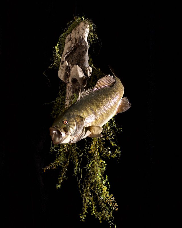 A fish hanging on the side of a tree branch.