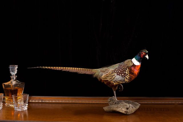 A pheasant is sitting on the ground in front of a black background.