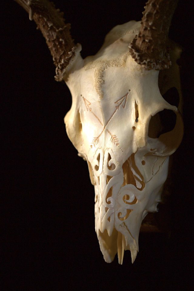 A close up of the skull of an animal