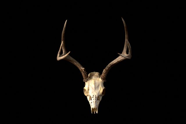 A deer skull with horns on black background.