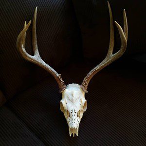 A deer skull with antlers on top of it.