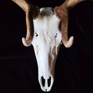 A goat skull with horns and long horns.